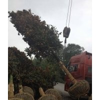 四川崇德園林廣玉蘭基地 優(yōu)質(zhì)精品廣玉蘭批發(fā)價(jià)出售