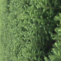 供應(yīng)速生杉苗，2代3代良種速生杉木苗8至10年能成材