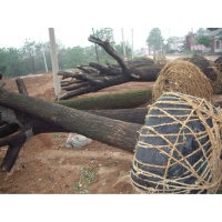 刺槐國槐1-20公分刺槐國槐