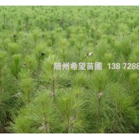 濕地松樹苗批發(fā)，濕地松營(yíng)養(yǎng)杯苗供應(yīng)，包成活！