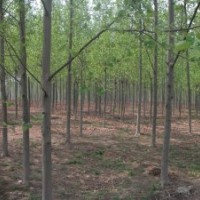 基地供應(yīng)1-15公分法國(guó)梧桐