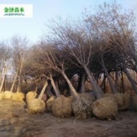 國槐價格 國槐產(chǎn)地 國槐報價