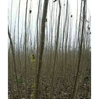 速生楊楊樹(shù)苗、花椒苗、毛桃苗、桃樹(shù)苗、梨樹(shù)苗、國(guó)槐、法桐低價(jià)