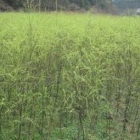 提供米徑2公分垂柳價格 3公分垂柳價格 垂柳價格