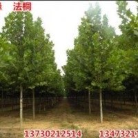 金葉榆、福緣、金葉榆小苗