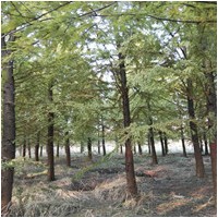 17公分水杉 17公分水杉