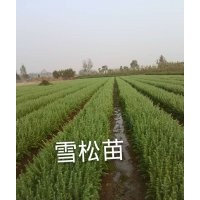 供應(yīng)雪松及雪松小苗