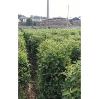 批發(fā)冬青小苗、冬青柱價格.100-120-150-180公分