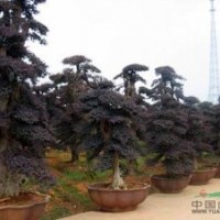 供應(yīng)湖南紅花繼木小苗、紅花繼木球、紅花繼木造型樹樁