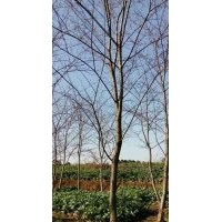 供應(yīng)染井吉野櫻花