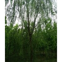 出售8-12公分垂柳平頭1-2年