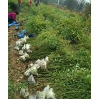 大量綠化苗木_河北苗木基地_河北苗木批發(fā)