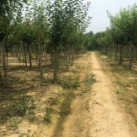 哪里有紅梅樹？去哪買紅梅樹最經(jīng)濟實惠。