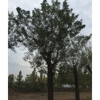 出售3/5/8公分國槐，10/12/15公分國槐