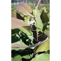 出售正宗大地生紅桿日本厚樸樹苗