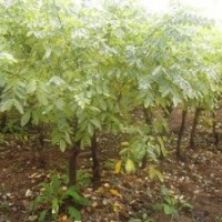 博野縣豐林苗圃場(chǎng)大量出售矮接金葉槐