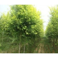 博野縣豐林苗圃場(chǎng)大量出售金葉榆