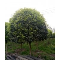 10公分精品桂花低價(jià)處理