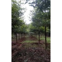 我要賣苗木欒樹,楨楠,香樟
