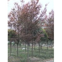 成都紅葉李基地紅葉李促銷低價(jià)處理