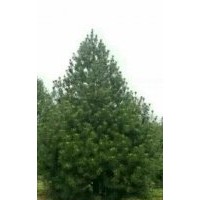 供應(yīng)4米白皮松