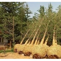 興隆銀杏_銀杏樹(shù)_山東銀杏樹(shù)價(jià)格