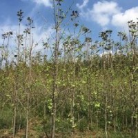 山東銀杏價(jià)格|興隆銀杏|山東銀杏價(jià)格表。。