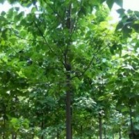 供應1-2公分楸樹小苗，梓樹小苗一年苗