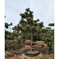 黑松造型7-8-9-10-12-15公分