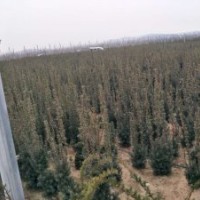 紅豆杉50-60-70-90公分-1-1.2-1.5米高量大