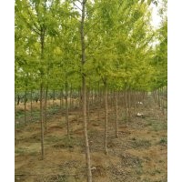 金葉復(fù)葉槭5-6-7-8-9-10公分