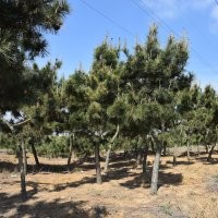 黑松，景觀黑松供應