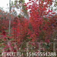 優(yōu)質(zhì)美國(guó)紅楓