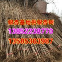 河北銀杏小苗價格_銀杏小苗價格_興隆銀杏(多圖)