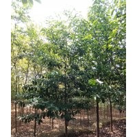 出售七成貨桂花十一十二樂昌含笑五到十香泡十到二十