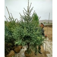 甘肅云杉甘肅云杉內(nèi)蒙西藏專供樹苗