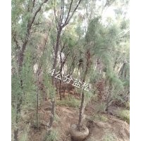 供應(yīng)4公分鹽松