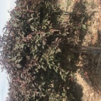 烏魯木齊五一農(nóng)場(chǎng)出售大小葉白蠟、白樺、金葉榆、夏橡、北美海棠