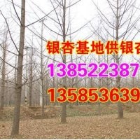 23公分銀杏、興隆銀杏、23公分銀杏樹