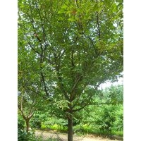 供應(yīng)木瓜海棠_木瓜苗木