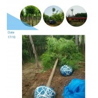 刺槐，河北刺槐，河北保定刺槐