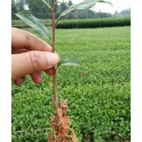 茶苗基地，茶苗之鄉(xiāng)，四川茶苗，雅安茶苗