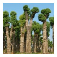 供應(yīng)大規(guī)格香樟35公分25公分/20公分10支