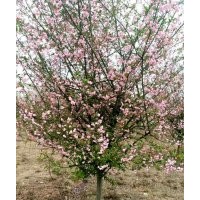 供有大規(guī)格海棠10公分到11公分到12公分500支