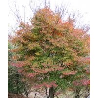 雞爪槭1米6-2米8