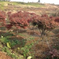 杭州協(xié)燦供應(yīng)雞爪槭 紅楓 櫻花 桂花