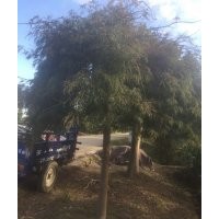 供有紅梅 羽毛楓 羅漢松 雞爪槭 櫻花 海棠出售