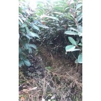 紅葉石楠的毛球、小毛球