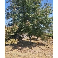 大規(guī)格羽毛楓羅漢松紅梅櫻花紅楓雞爪槭海棠出售