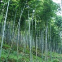 供應(yīng)粵桂特色毛竹基地 楠竹的林區(qū) 毛竹的加工 楠竹苗圃